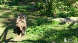 Les ours des Carpates