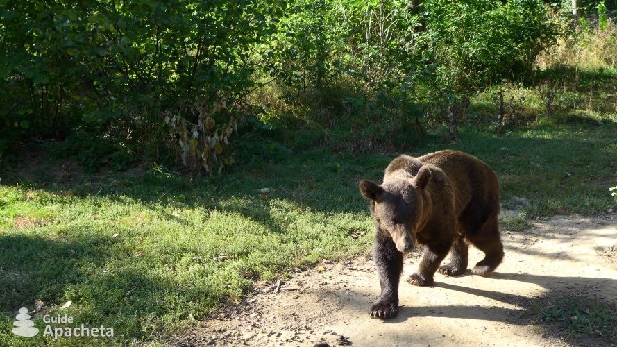 A Carpathian bear Carpathian bears