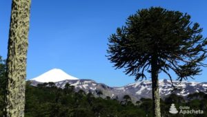 Pehuén, l’arbre qui a vu les dinosaures