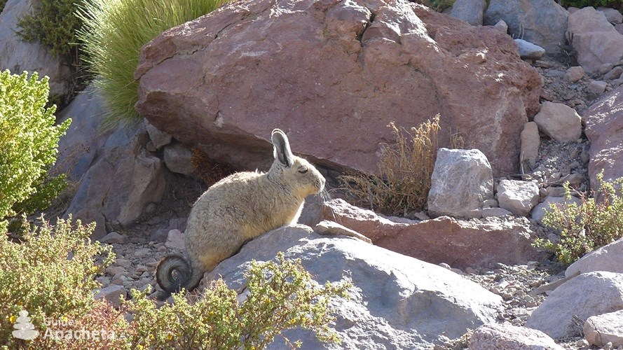 Northern viscacha Northern viscacha