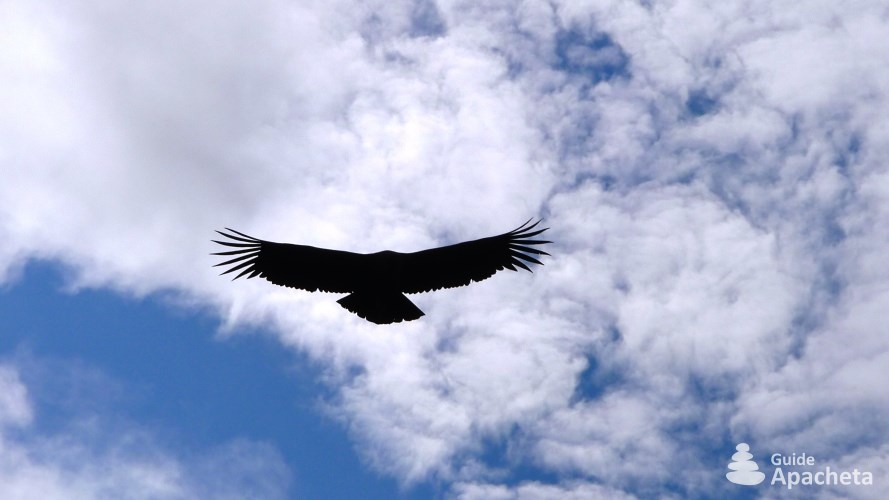 Un condor