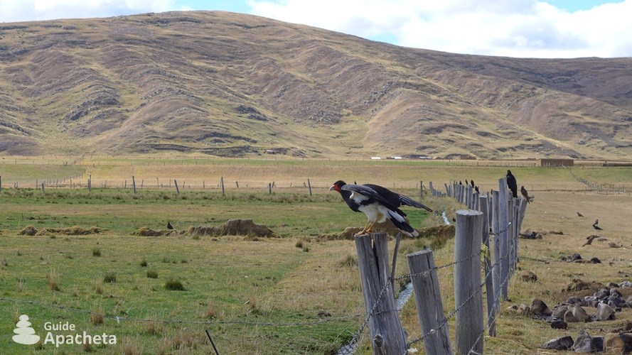 Un caracara montagnard