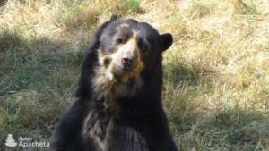 Spectacled bear