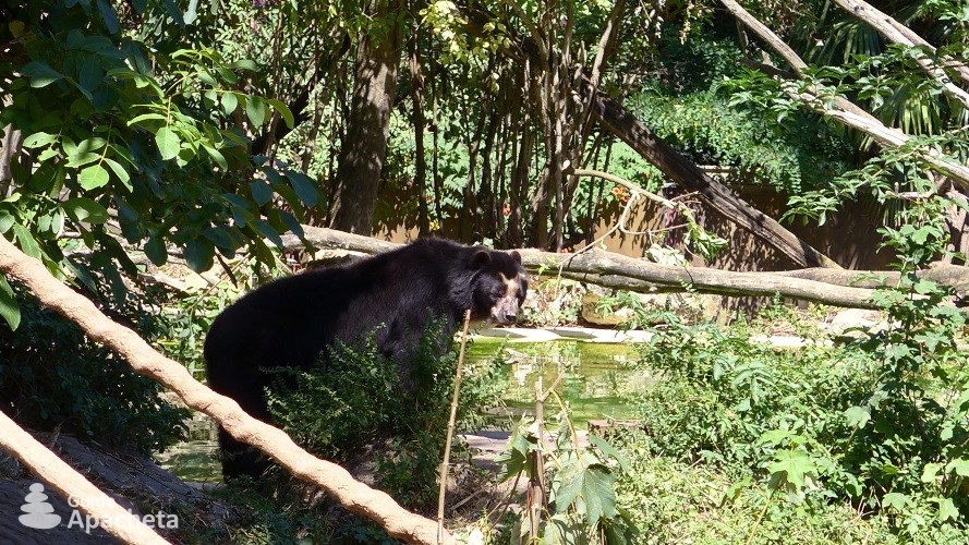 Un ours à lunettes