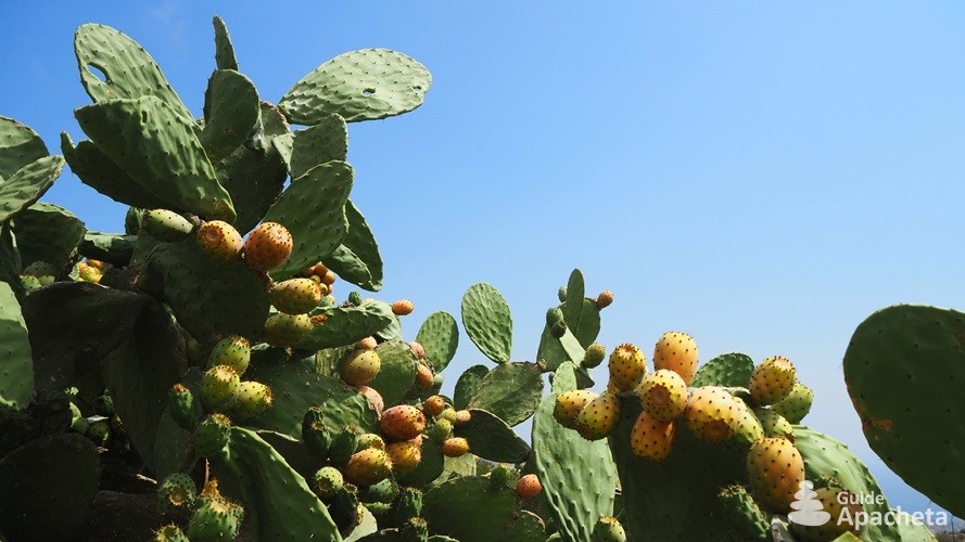 Figues de Barbarie