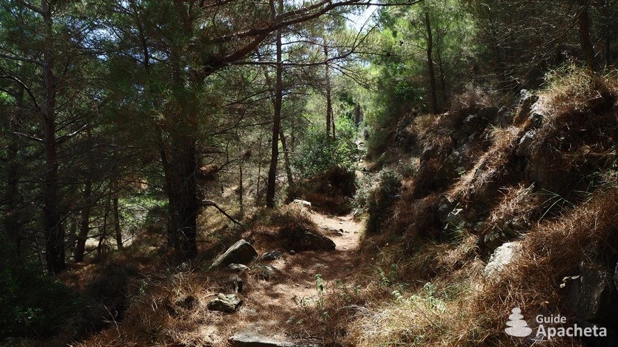 À travers une bois de pins