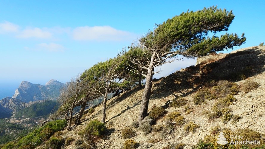 Le vent sculpte les arbres