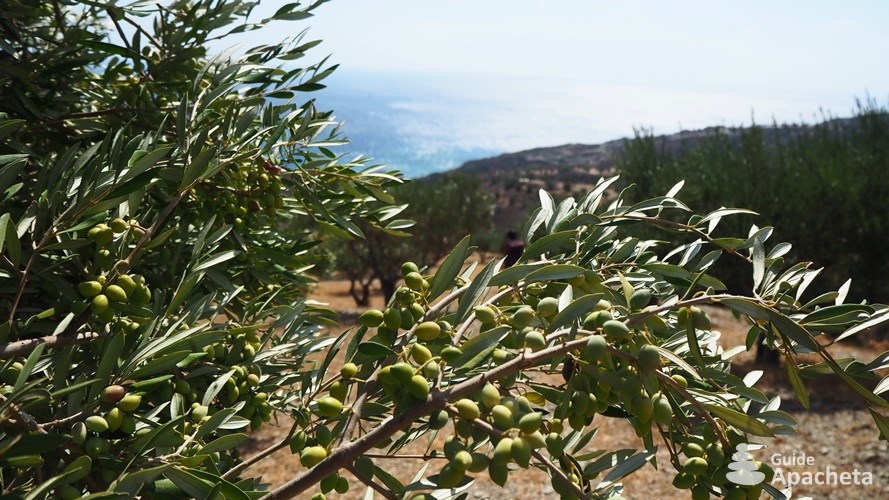 Des olives